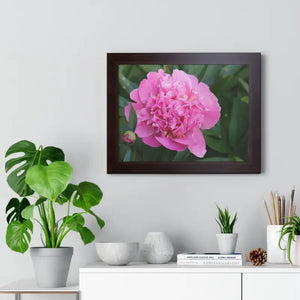 Pink Peony Flower Framed Horizontal Poster - Dipaliz - 16″ x 12″ / Walnut - Posters Prints & Visual Artwork