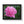 Poster - Pink Peony Flower Framed Horizontal - Dipaliz 20’’ x 16’’ / Black