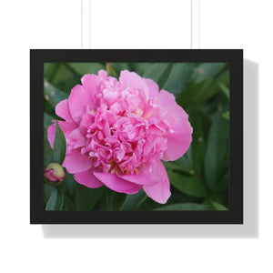 Poster - Pink Peony Flower Framed Horizontal - Dipaliz 20’’ x 16’’ / Black