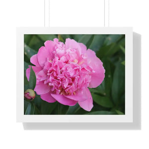 Poster - Pink Peony Flower Framed Horizontal - Dipaliz 20’’ x 16’’ / White