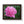 Poster - Pink Peony Flower Framed Horizontal - Dipaliz 20’’ x 16’’ / Walnut