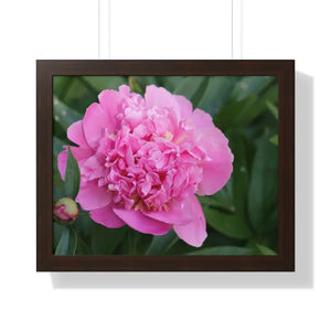 Poster - Pink Peony Flower Framed Horizontal - Dipaliz 20’’ x 16’’ / Walnut