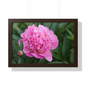 Poster - Pink Peony Flower Framed Horizontal - Dipaliz 24″ x 16″ / Walnut