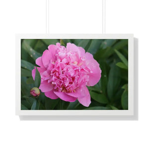 Poster - Pink Peony Flower Framed Horizontal - Dipaliz 30’’ x 20’’ / White