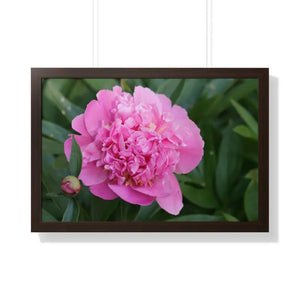 Poster - Pink Peony Flower Framed Horizontal - Dipaliz 30’’ x 20’’ / Walnut