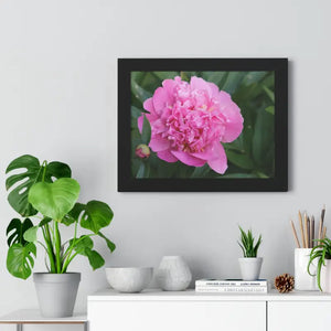 Poster - Pink Peony Flower Framed Horizontal - Dipaliz