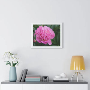 Poster - Pink Peony Flower Framed Horizontal - Dipaliz