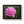 Poster - Pink Peony Flower Framed Horizontal - Dipaliz