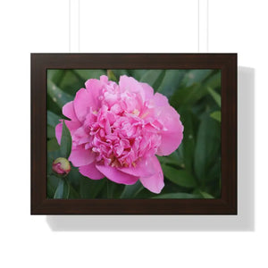 Poster - Pink Peony Flower Framed Horizontal - Dipaliz