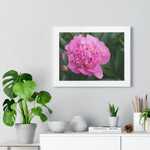 Poster - Pink Peony Flower Framed Horizontal - Dipaliz