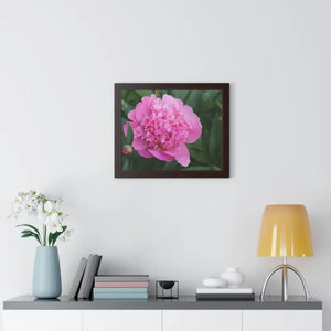 Poster - Pink Peony Flower Framed Horizontal - Dipaliz