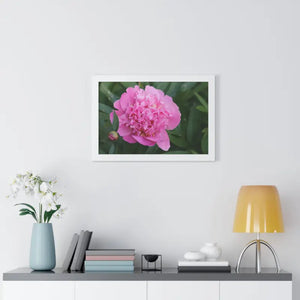 Poster - Pink Peony Flower Framed Horizontal - Dipaliz