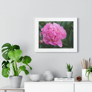 Poster - Pink Peony Flower Framed Horizontal - Dipaliz