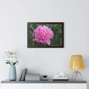 Poster - Pink Peony Flower Framed Horizontal - Dipaliz
