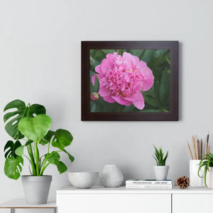 Poster - Pink Peony Flower Framed Horizontal - Dipaliz