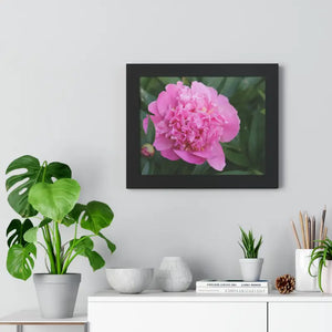 Poster - Pink Peony Flower Framed Horizontal - Dipaliz