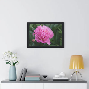 Poster - Pink Peony Flower Framed Horizontal - Dipaliz