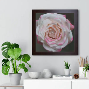 Pinkish White Rose Framed Poster - Beach Decor Art - Dipaliz - Posters Prints & Visual Artwork