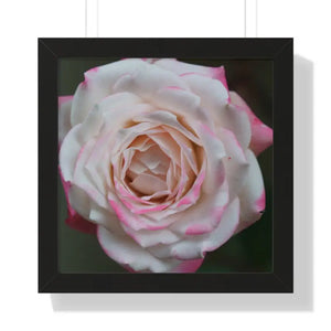 Pinkish White Rose Framed Poster - Beach Decor Art - Dipaliz - Posters Prints & Visual Artwork