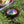 Wham o Frisbee Ultimate Outdoor Fun Classic Flying Disc - Dipaliz - Black / 10.9’’ - Discs