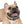 Snazzy Stain Resistant Dog Collar - Usa Made - Dipaliz - Pet Collars & Harnesses