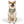 Rockstar Pet Bandana Collar - Durable Polyester Duck - Dipaliz - Apparel