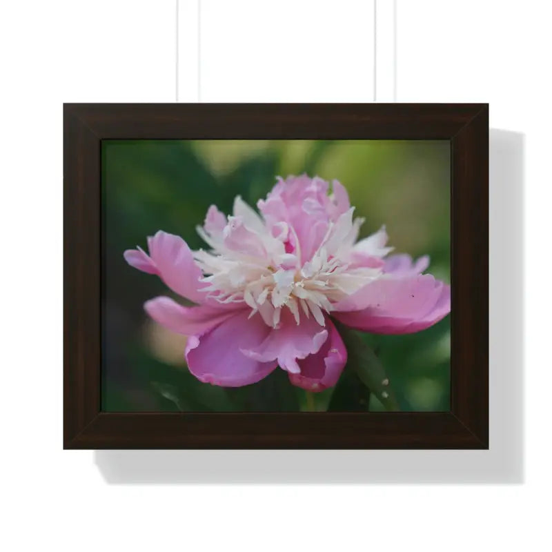 Transform your Space with Framed Pink Peonies Poster - 14″ x 11″ / Walnut