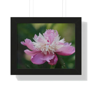 Framed Horizontal Poster Pink Peonies Modern Elegant Art Dipaliz - 14″ x 11″ / Black - Posters Prints & Visual Artwork