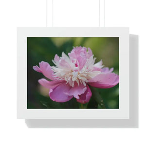 Framed Horizontal Poster Pink Peonies Modern Elegant Art Dipaliz - 14″ x 11″ / White - Posters Prints & Visual Artwork