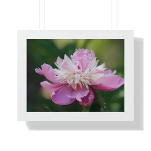 Framed Horizontal Poster Pink Peonies Modern Elegant Art Dipaliz - 16″ x 12″ / White - Posters Prints & Visual Artwork