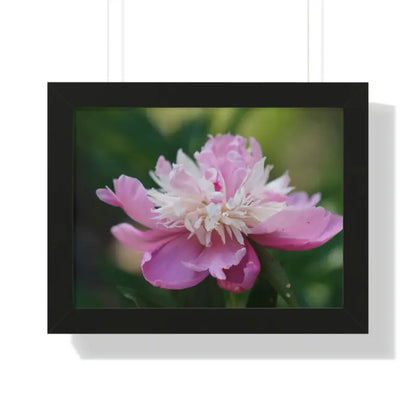 Transform your Space with Framed Pink Peonies Poster - 16″ x 12″ / Black