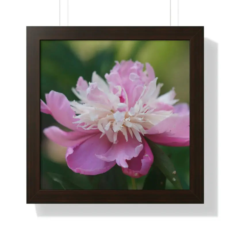 Transform your Space with Framed Pink Peonies Poster - 16″ x / Walnut