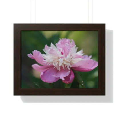 Transform your Space with Framed Pink Peonies Poster - 16″ x 12″ / Walnut