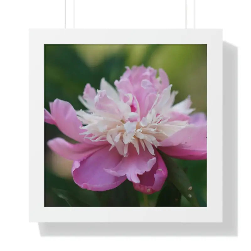 Transform your Space with Framed Pink Peonies Poster - 16″ x / White