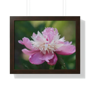 Framed Horizontal Poster Pink Peonies Modern Elegant Art Dipaliz - 20’’ x 16’’ / Walnut - Posters Prints & Visual