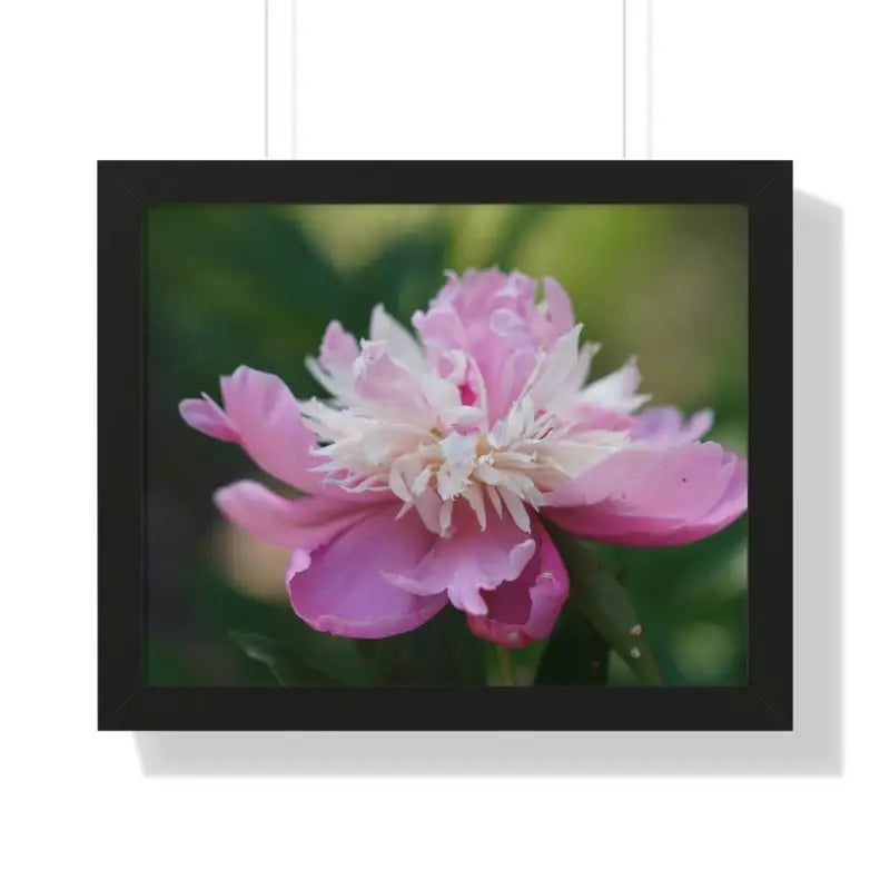 Transform your Space with Framed Pink Peonies Poster - 20’’ x 16’’ / Black