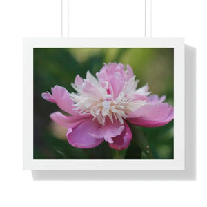 Framed Horizontal Poster Pink Peonies Modern Elegant Art Dipaliz - 20’’ x 16’’ / White - Posters Prints & Visual Artwork