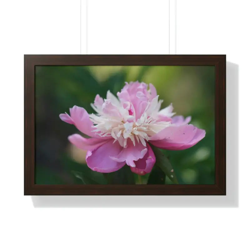 Transform your Space with Framed Pink Peonies Poster - 24″ x 16″ / Walnut