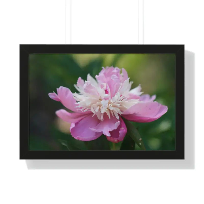 Transform your Space with Framed Pink Peonies Poster - 24″ x 16″ / Black