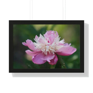 Framed Horizontal Poster Pink Peonies Modern Elegant Art Dipaliz - 24″ x 16″ / Black - Posters Prints & Visual Artwork