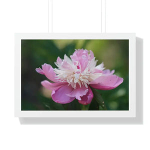 Framed Horizontal Poster Pink Peonies Modern Elegant Art Dipaliz - 24″ x 16″ / White - Posters Prints & Visual Artwork
