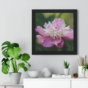 Framed Horizontal Poster Pink Peonies Modern Elegant Art Dipaliz - Posters Prints & Visual Artwork