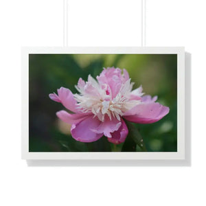 Framed Horizontal Poster Pink Peonies Modern Elegant Art Dipaliz - 30’’ x 20’’ / White - Posters Prints & Visual Artwork