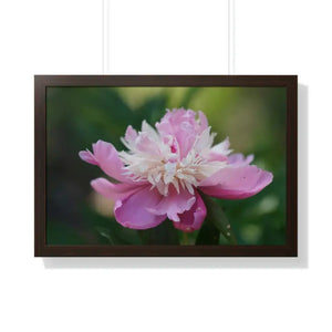 Framed Horizontal Poster Pink Peonies Modern Elegant Art Dipaliz - 30’’ x 20’’ / Walnut - Posters Prints & Visual