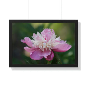 Framed Horizontal Poster Pink Peonies Modern Elegant Art Dipaliz - 30’’ x 20’’ / Black - Posters Prints & Visual Artwork