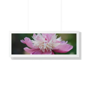 Framed Horizontal Poster Pink Peonies Modern Elegant Art Dipaliz - 36″ x 12″ / White - Posters Prints & Visual Artwork