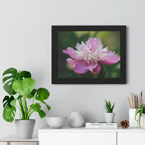 Framed Horizontal Poster Pink Peonies Modern Elegant Art Dipaliz - Posters Prints & Visual Artwork