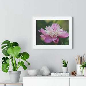 Framed Horizontal Poster Pink Peonies Modern Elegant Art Dipaliz - Posters Prints & Visual Artwork