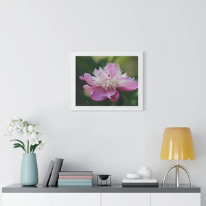 Framed Horizontal Poster Pink Peonies Modern Elegant Art Dipaliz - Posters Prints & Visual Artwork