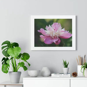 Framed Horizontal Poster Pink Peonies Modern Elegant Art Dipaliz - Posters Prints & Visual Artwork